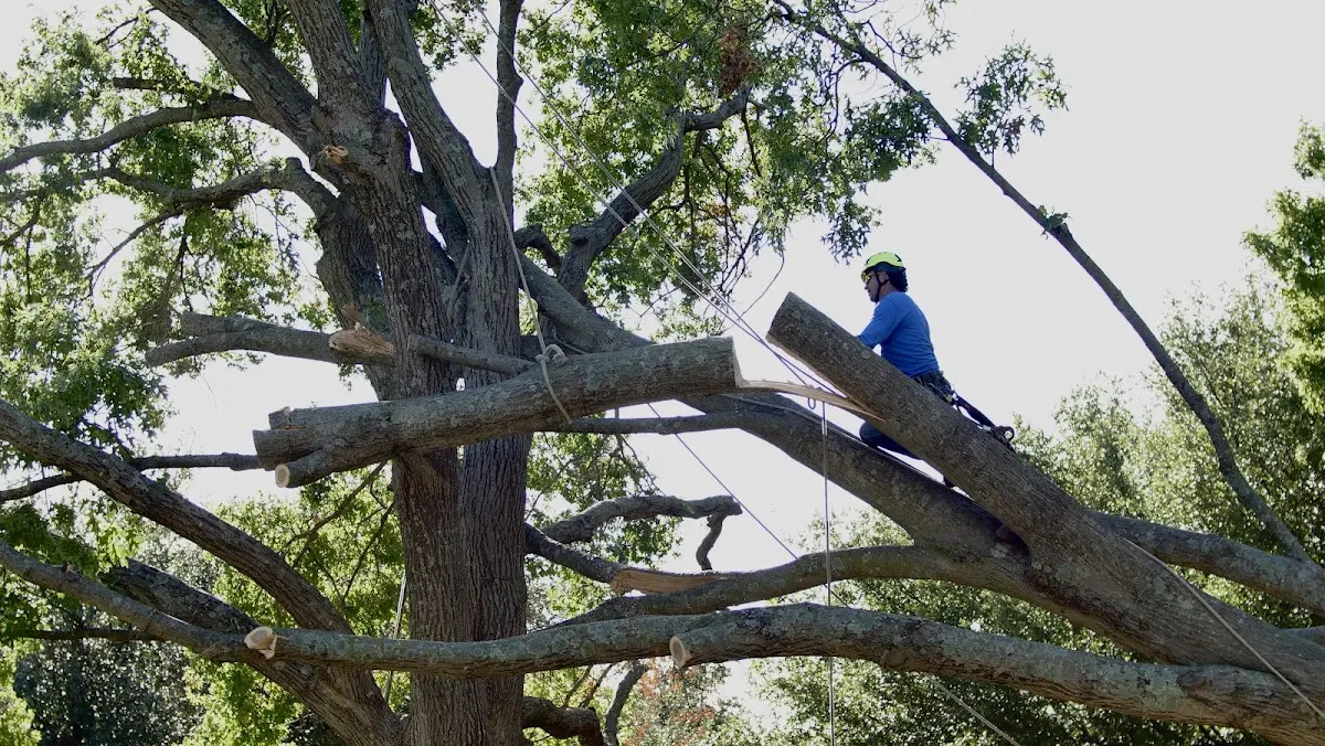 Professional Hazardous Tree Removal performed by certified arborists in Tiona